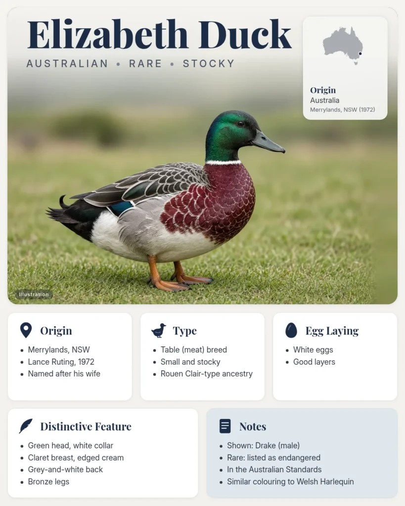 Elizabeth duck breed info card: illustration of an Elizabeth drake with a green head, white collar and claret breast, with origin, type, eggs and distinctive feature facts