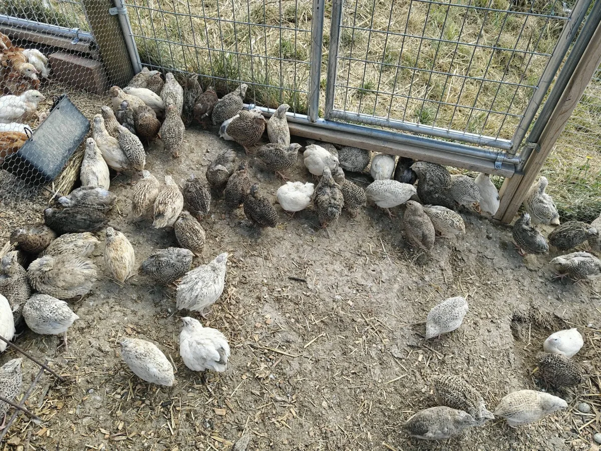 Japanese quail in speckled brown, fawn and white plumage foraging on bare ground inside a wire-fenced pen