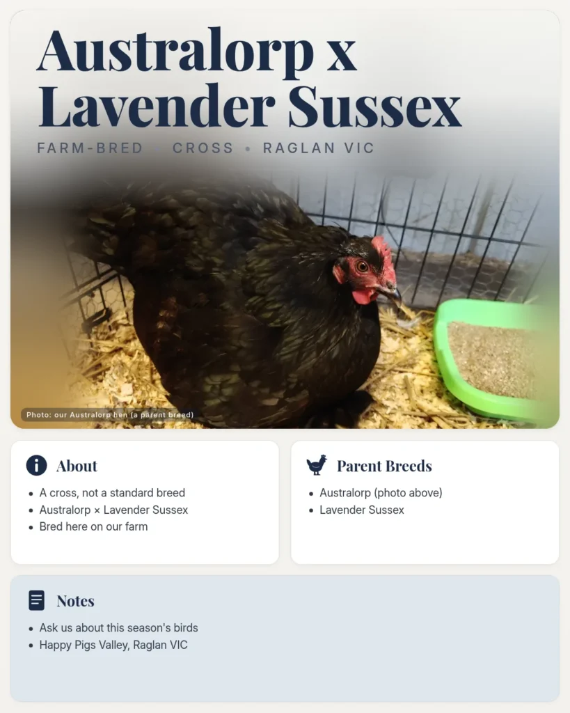 Australorp x Lavender Sussex breed info card: photo of the farm's black Australorp hen (a parent breed), with facts about the cross and its parent breeds