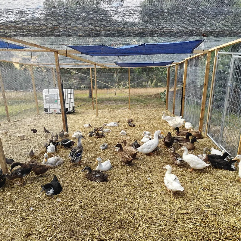 Ducks in white, brown and black plumage, with a few smaller birds, resting on straw in a large netted run with timber posts and blue shade cloth
