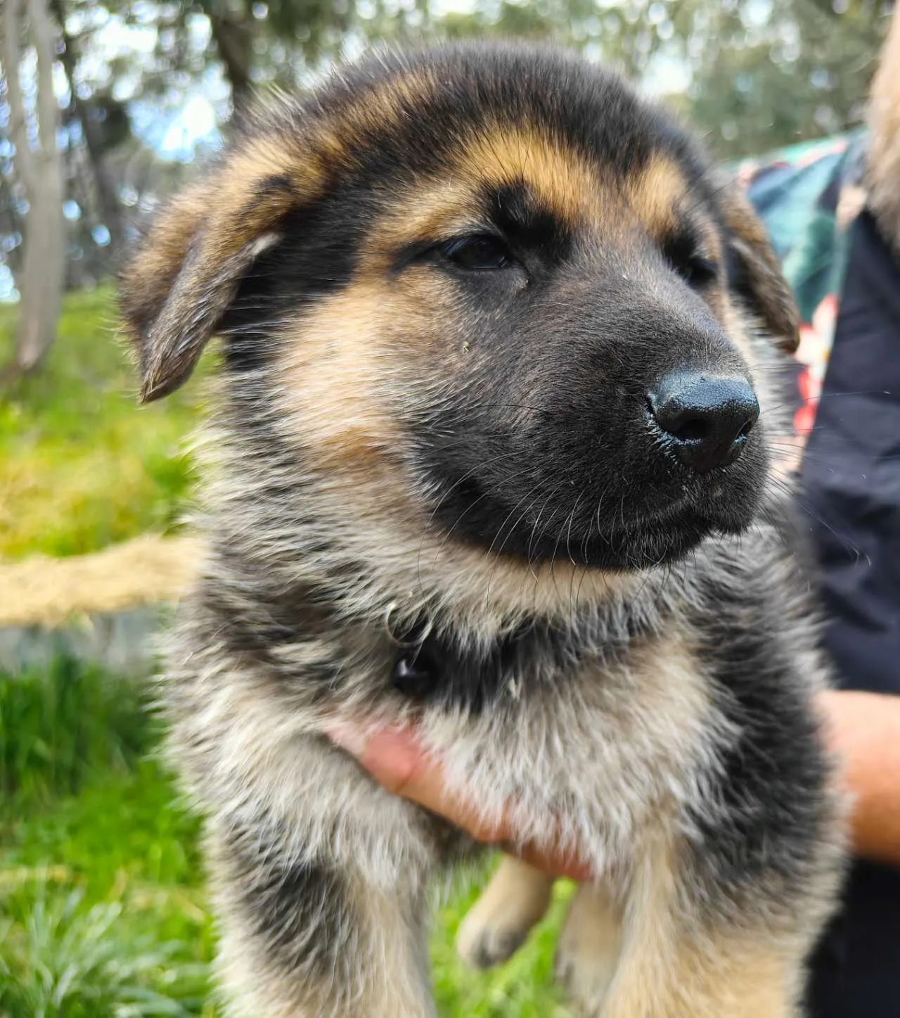 Black and tan German Shepherd puppy from Daisy's last litter being held