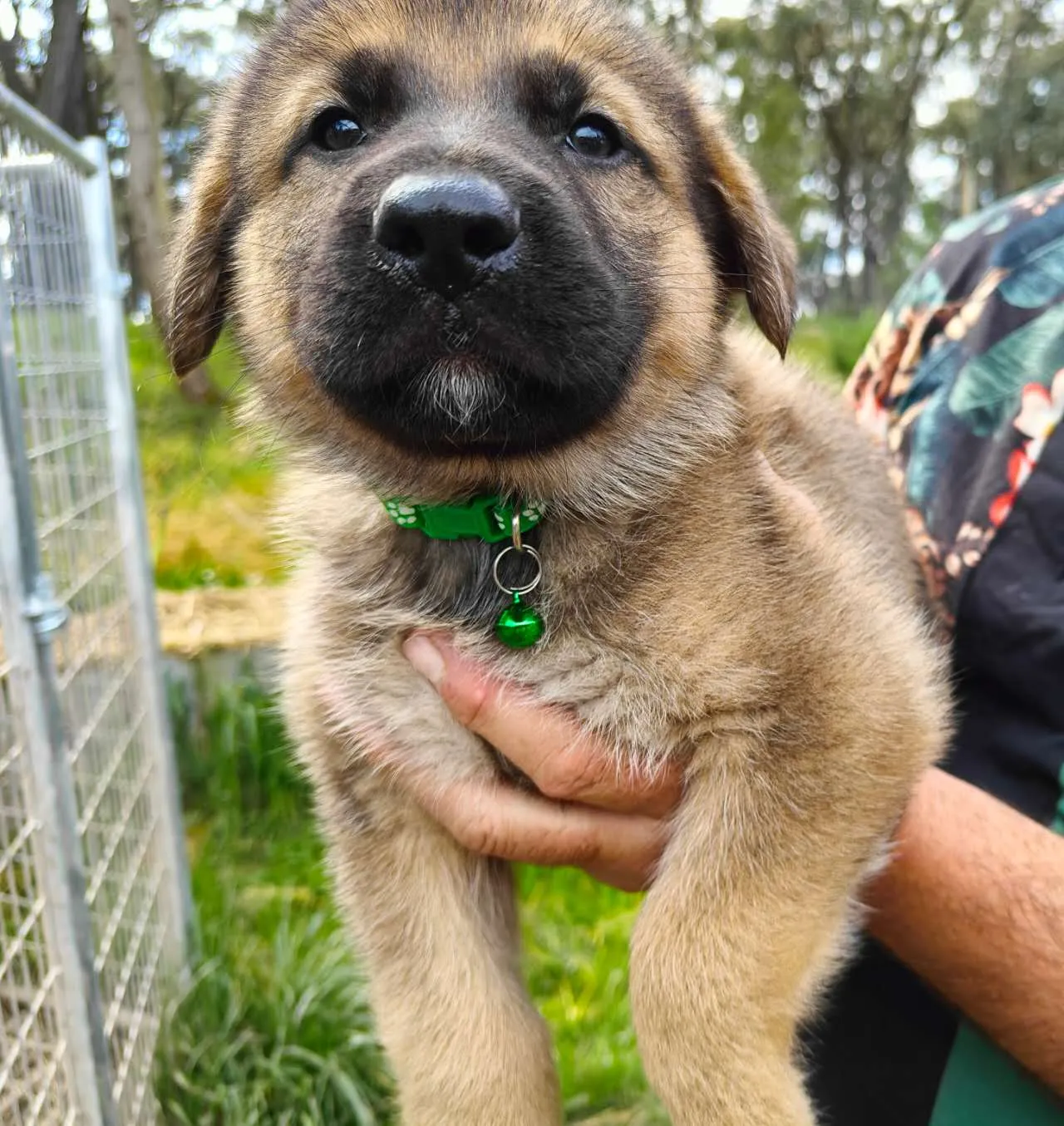 Tan German Shepherd puppy from Daisy's last litter in a green collar